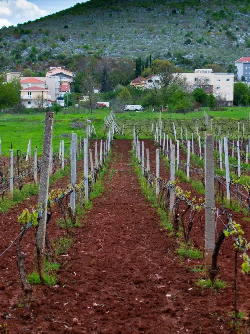 Redovi vinove loze na crvenici u hercegovačkom vinogradu
